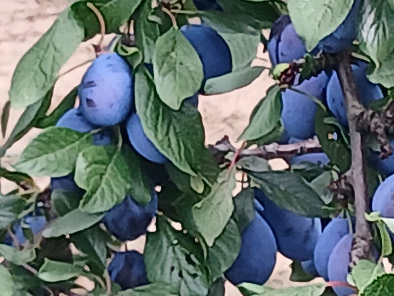 Vand prune bio