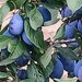 Vand prune bio