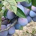 Vand prune bio