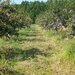 Vand prune bio